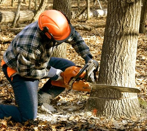 Tree Removal in Ellsworth, MI